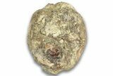 Hadrosaur (Edmontosaurus) Caudal Vertebra Centrum - Montana #324155-3